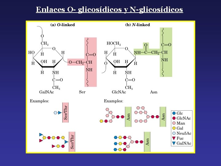 Enlaces O- glicosídicos y N-glicosídicos 