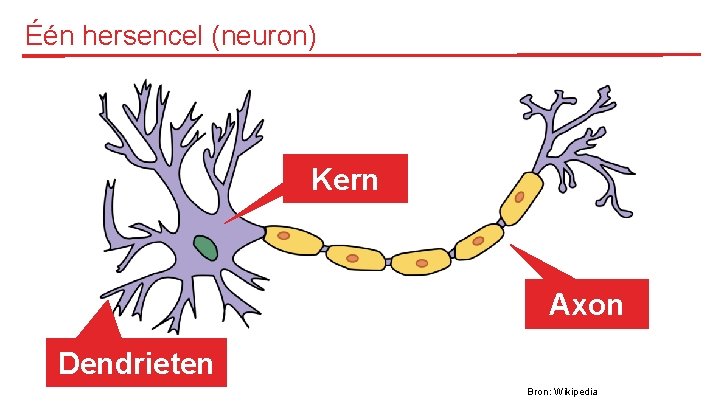 Één hersencel (neuron) Kern Axon Dendrieten Bron: Wikipedia 