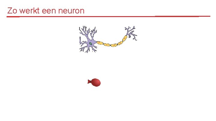 Zo werkt een neuron 