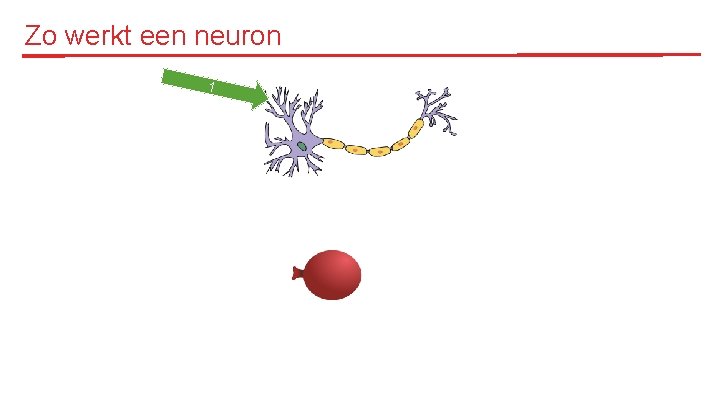 Zo werkt een neuron 1 