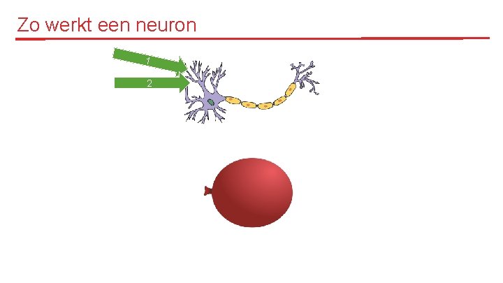 Zo werkt een neuron 1 2 