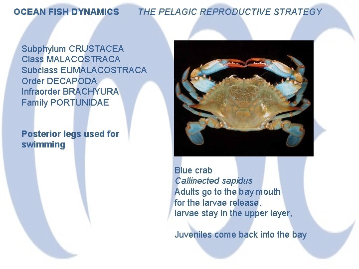 OCEAN FISH DYNAMICS THE PELAGIC REPRODUCTIVE STRATEGY Subphylum CRUSTACEA Class MALACOSTRACA Subclass EUMALACOSTRACA Order