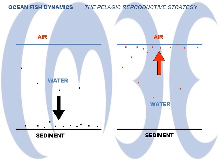 OCEAN FISH DYNAMICS THE PELAGIC REPRODUCTIVE STRATEGY AIR . . WATER . . .
