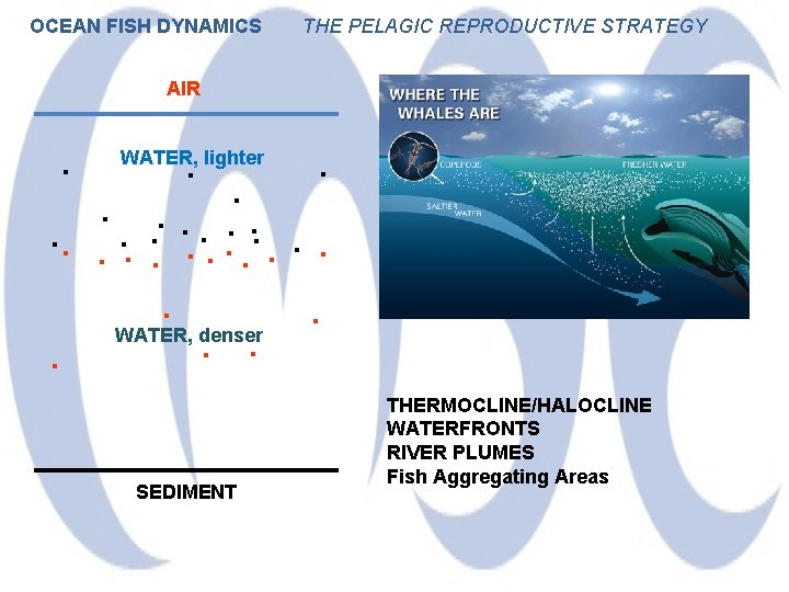 OCEAN FISH DYNAMICS THE PELAGIC REPRODUCTIVE STRATEGY AIR . . . . WATER, denser.