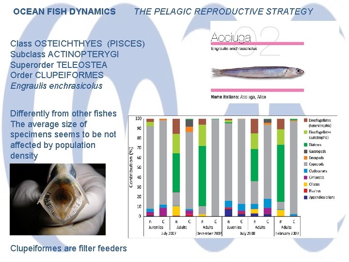 OCEAN FISH DYNAMICS THE PELAGIC REPRODUCTIVE STRATEGY Class OSTEICHTHYES (PISCES) Subclass ACTINOPTERYGI Superorder TELEOSTEA