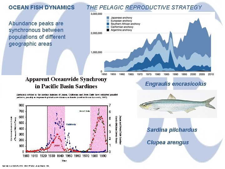 OCEAN FISH DYNAMICS THE PELAGIC REPRODUCTIVE STRATEGY Abundance peaks are synchronous between populations of