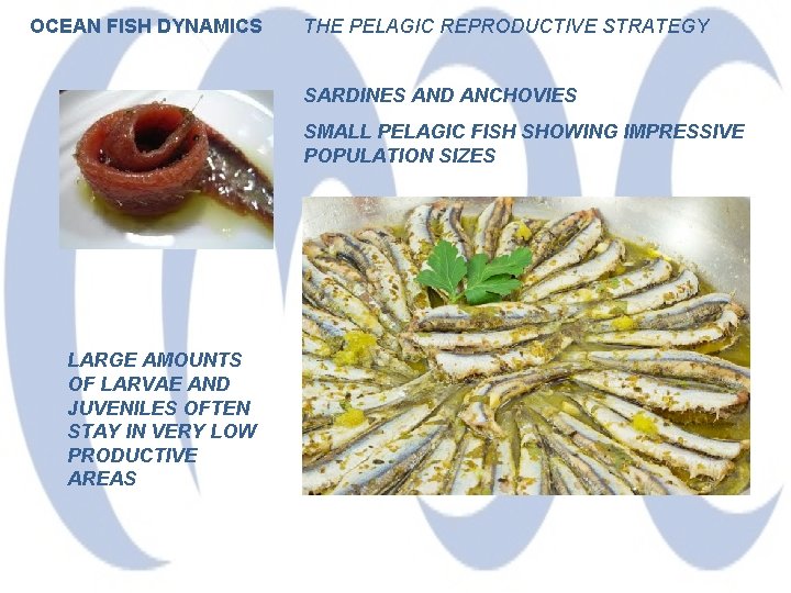 OCEAN FISH DYNAMICS THE PELAGIC REPRODUCTIVE STRATEGY SARDINES AND ANCHOVIES SMALL PELAGIC FISH SHOWING