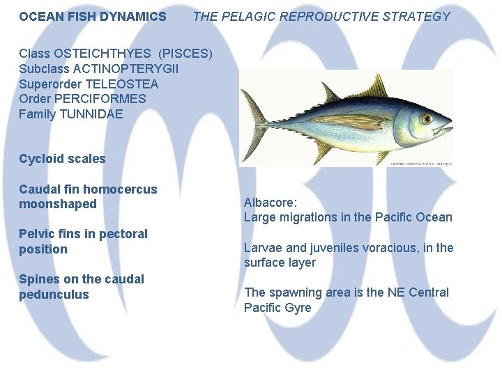 OCEAN FISH DYNAMICS THE PELAGIC REPRODUCTIVE STRATEGY Class OSTEICHTHYES (PISCES) Subclass ACTINOPTERYGII Superorder TELEOSTEA