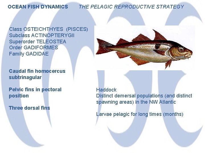 OCEAN FISH DYNAMICS THE PELAGIC REPRODUCTIVE STRATEGY Class OSTEICHTHYES (PISCES) Subclass ACTINOPTERYGII Superorder TELEOSTEA