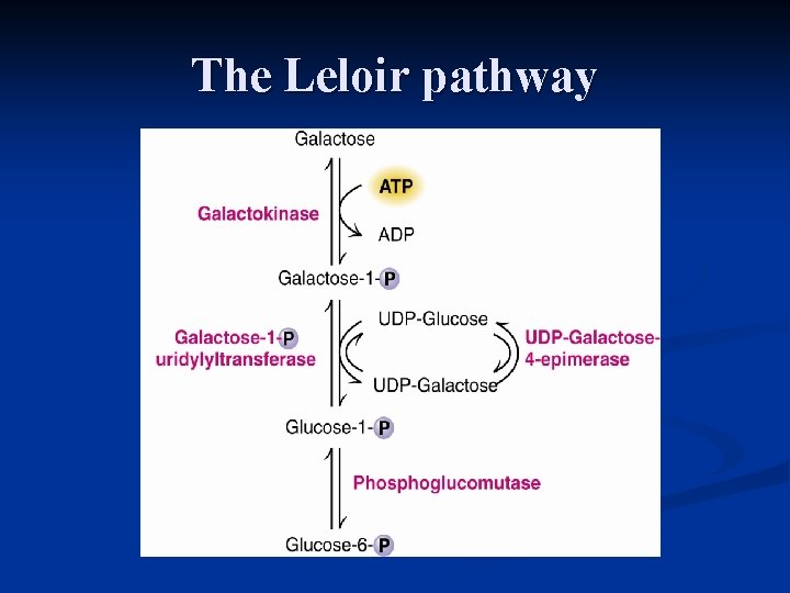 The Leloir pathway 