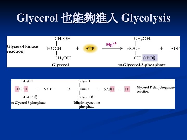 Glycerol 也能夠進入 Glycolysis 
