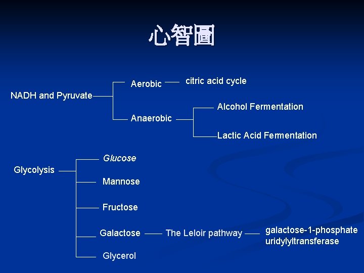 心智圖 citric acid cycle Aerobic NADH and Pyruvate Alcohol Fermentation Anaerobic Lactic Acid Fermentation