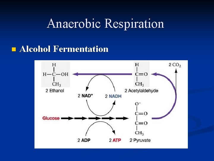 Anaerobic Respiration n Alcohol Fermentation 