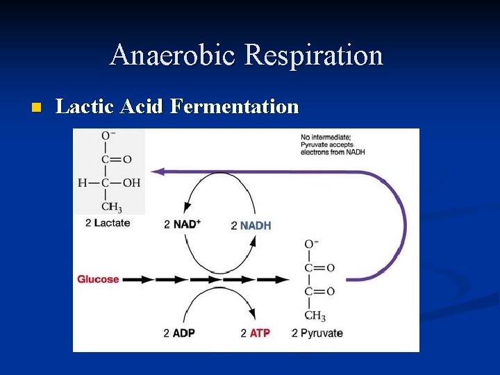 Anaerobic Respiration n Lactic Acid Fermentation 