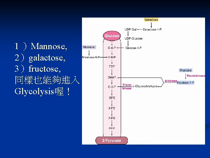 1 ）Mannose, 2）galactose, 3）fructose, 同樣也能夠進入 Glycolysis喔！ 