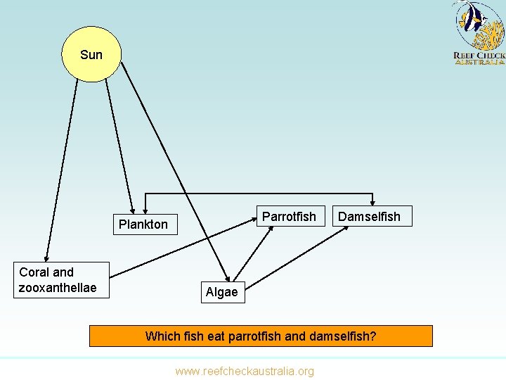 Sun Parrotfish Plankton Coral and zooxanthellae Damselfish Algae Which fish eat parrotfish and damselfish?