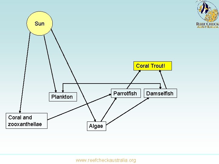 Sun Coral Trout! Parrotfish Plankton Coral and zooxanthellae Algae www. reefcheckaustralia. org Damselfish 