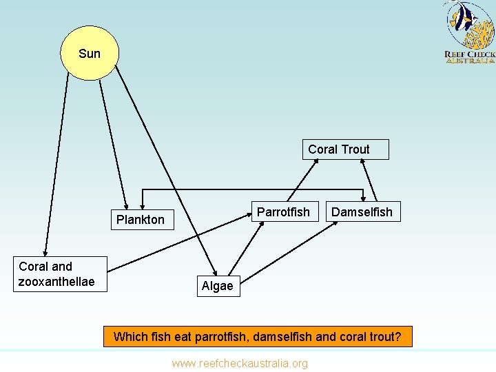 Sun Coral Trout Parrotfish Plankton Coral and zooxanthellae Damselfish Algae Which fish eat parrotfish,