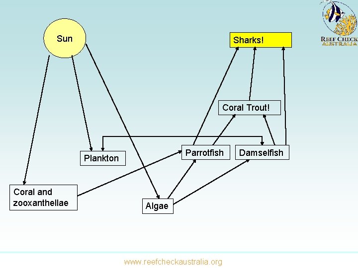 Sun Sharks! Coral Trout! Parrotfish Plankton Coral and zooxanthellae Algae www. reefcheckaustralia. org Damselfish