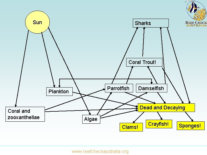 Sun Sharks Coral Trout! Parrotfish Plankton Coral and zooxanthellae Damselfish Dead and Decaying Algae