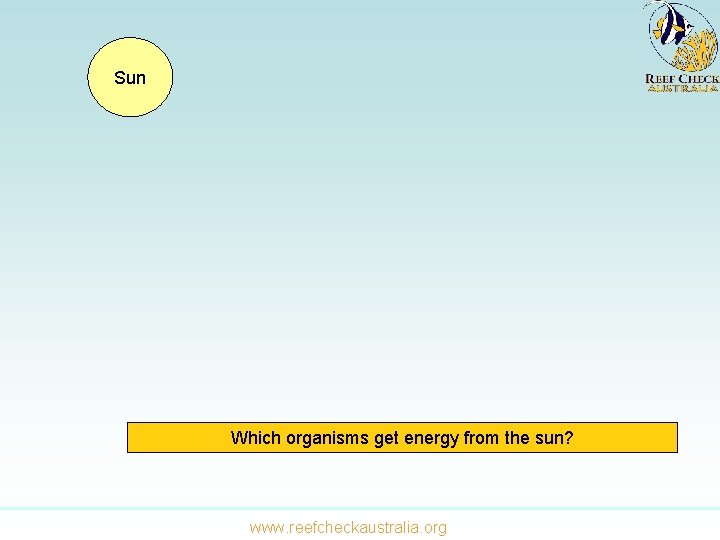 Sun Which organisms get energy from the sun? www. reefcheckaustralia. org 