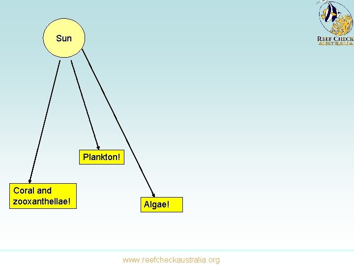 Sun Plankton! Coral and zooxanthellae! Algae! www. reefcheckaustralia. org 