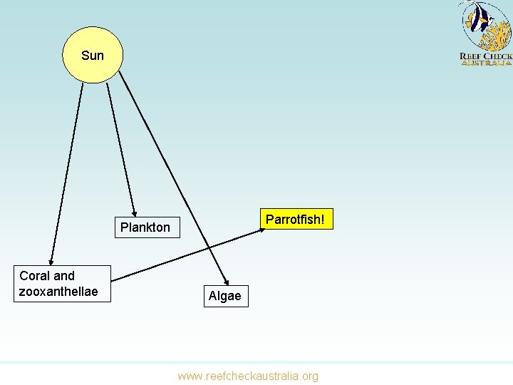 Sun Parrotfish! Plankton Coral and zooxanthellae Algae www. reefcheckaustralia. org 