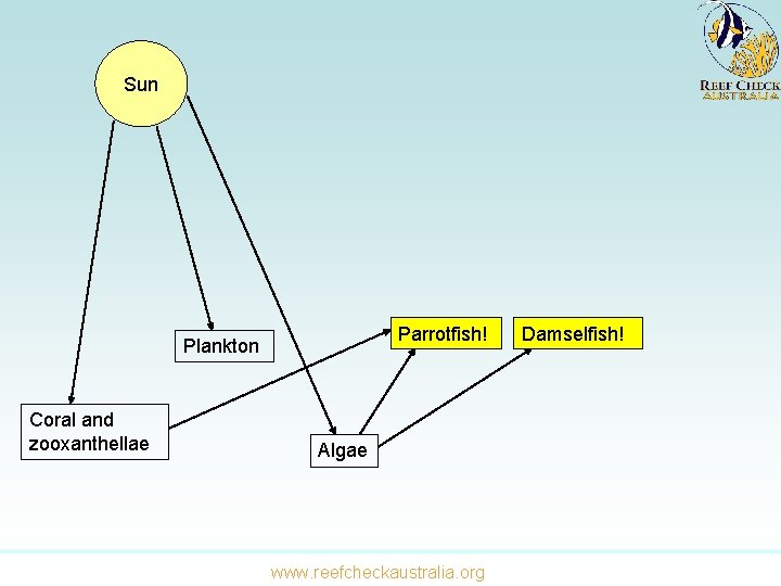 Sun Parrotfish! Plankton Coral and zooxanthellae Algae www. reefcheckaustralia. org Damselfish! 