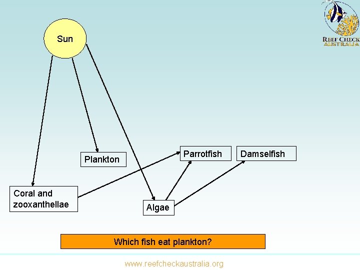 Sun Parrotfish Plankton Coral and zooxanthellae Algae Which fish eat plankton? www. reefcheckaustralia. org