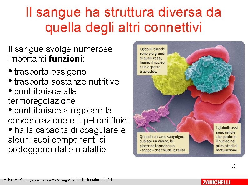 Il sangue ha struttura diversa da quella degli altri connettivi Il sangue svolge numerose