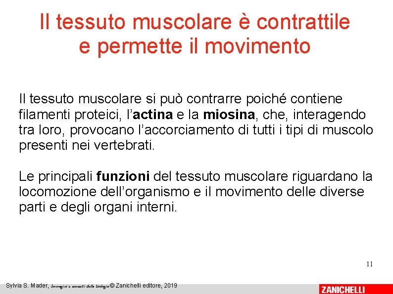 Il tessuto muscolare è contrattile e permette il movimento Il tessuto muscolare si può