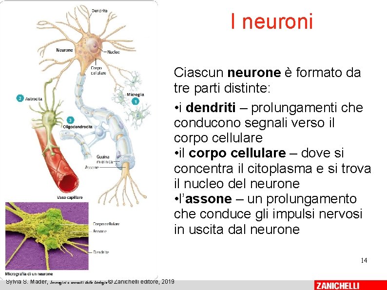 I neuroni Ciascun neurone è formato da tre parti distinte: • i dendriti –