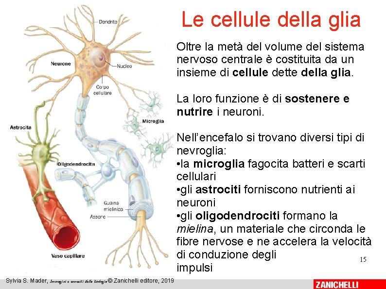 Le cellule della glia Oltre la metà del volume del sistema nervoso centrale è