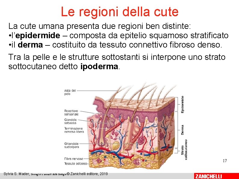 Le regioni della cute La cute umana presenta due regioni ben distinte: • l’epidermide