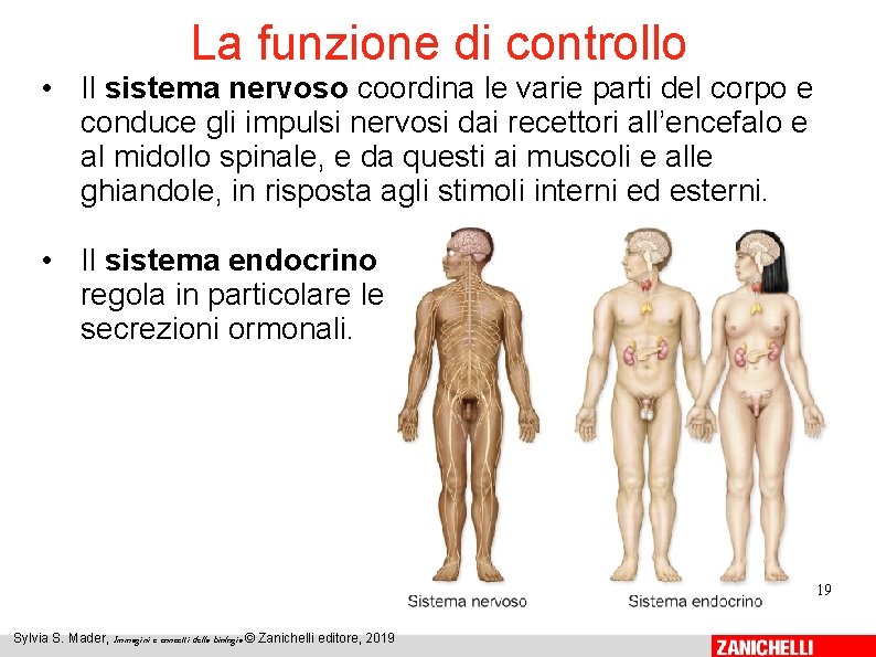 La funzione di controllo • Il sistema nervoso coordina le varie parti del corpo