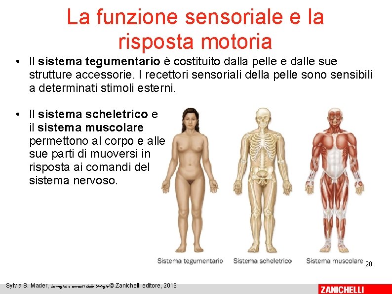 La funzione sensoriale e la risposta motoria • Il sistema tegumentario è costituito dalla