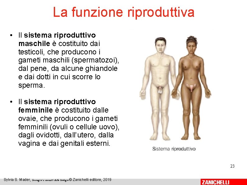 La funzione riproduttiva • Il sistema riproduttivo maschile è costituito dai testicoli, che producono