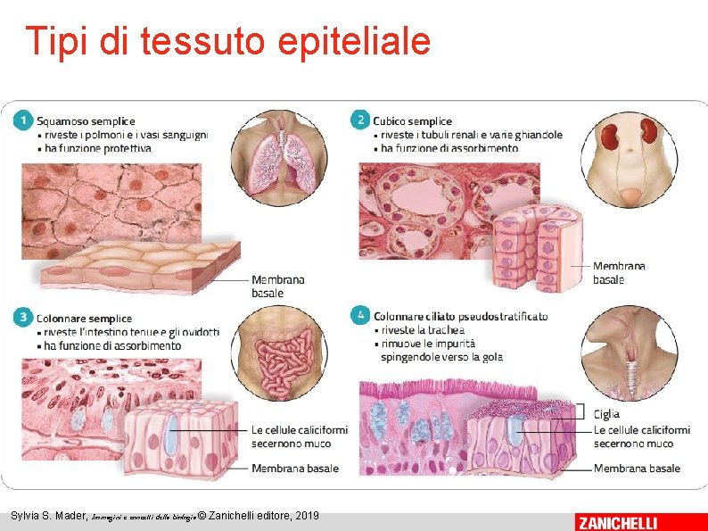 Tipi di tessuto epiteliale 6 Sylvia S. Mader, Immagini e concetti della biologia ©