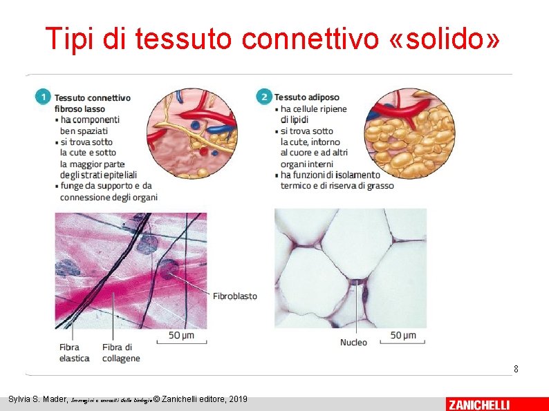 Tipi di tessuto connettivo «solido» 8 Sylvia S. Mader, Immagini e concetti della biologia