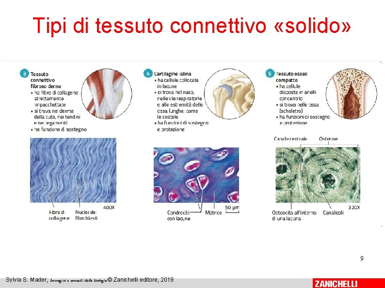 Tipi di tessuto connettivo «solido» 9 Sylvia S. Mader, Immagini e concetti della biologia