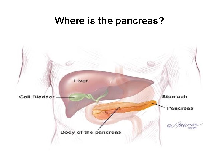 Where is the pancreas? 