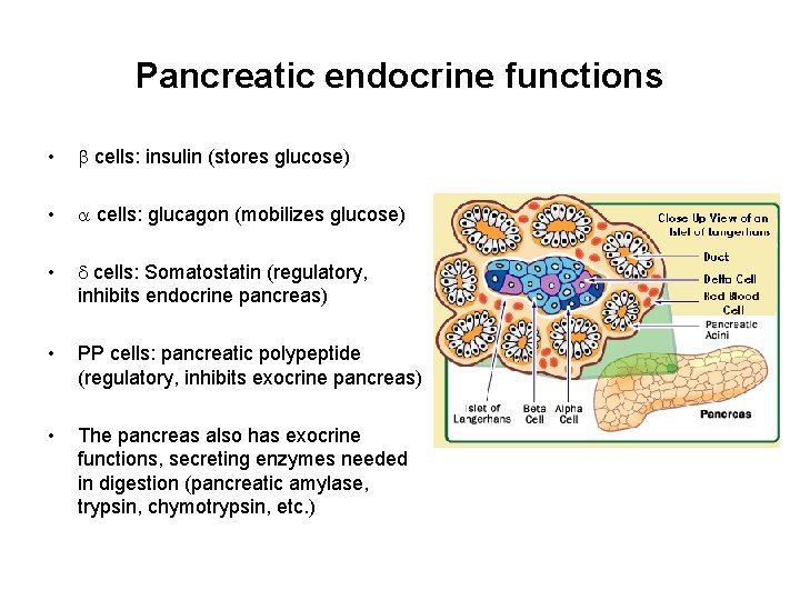 Pancreatic endocrine functions • cells: insulin (stores glucose) • cells: glucagon (mobilizes glucose) •
