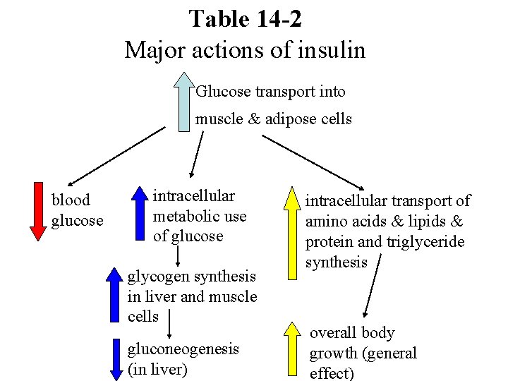 Table 14 -2 Major actions of insulin Glucose transport into muscle & adipose cells