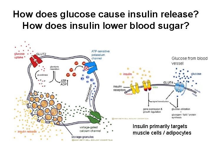How does glucose cause insulin release? How does insulin lower blood sugar? Glucose from