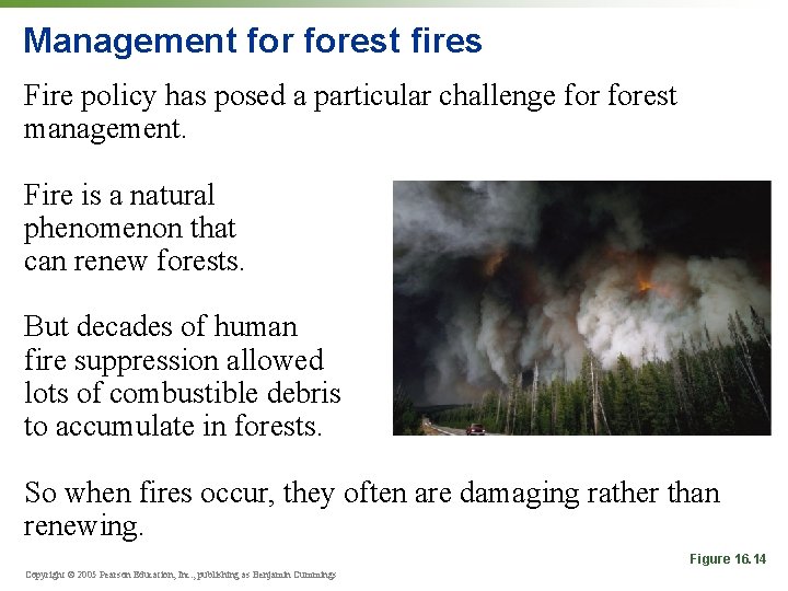 Management forest fires Fire policy has posed a particular challenge forest management. Fire is