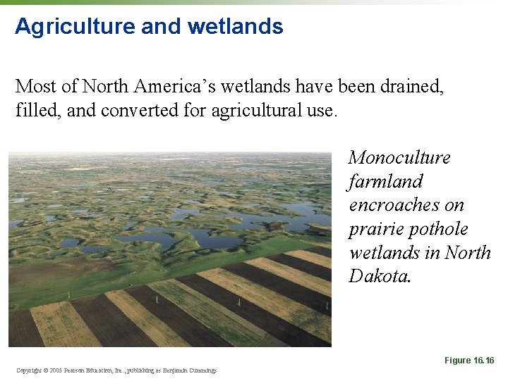 Agriculture and wetlands Most of North America’s wetlands have been drained, filled, and converted