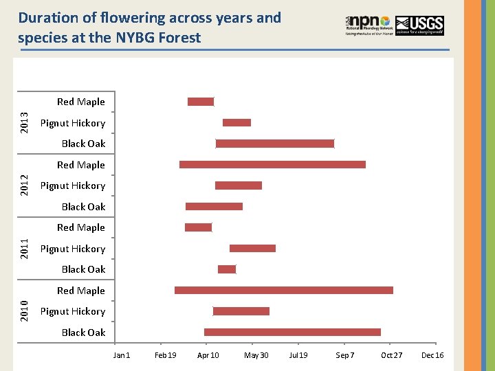 Duration of flowering across years and species at the NYBG Forest 2013 Red Maple