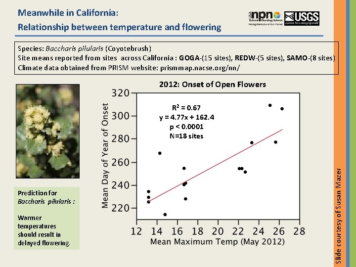 Meanwhile in California: Relationship between temperature and flowering Species: Baccharis pilularis (Coyotebrush) Site means