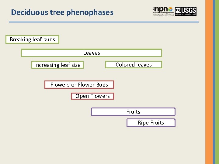 Deciduous tree phenophases Breaking leaf buds Leaves Increasing leaf size Colored leaves Flowers or