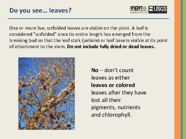 Do you see… leaves? One or more live, unfolded leaves are visible on the